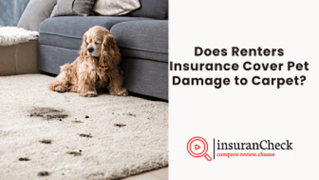pet carpet damage