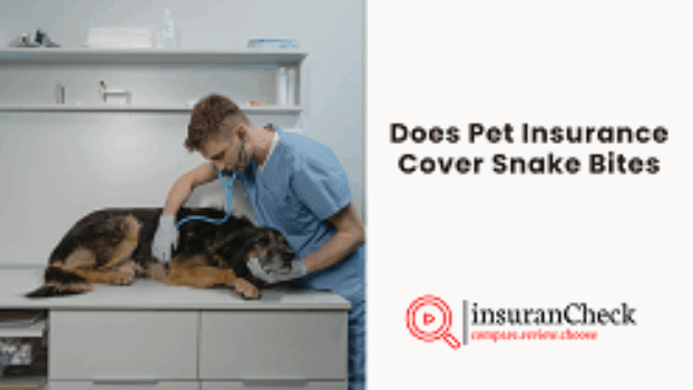 Does Pet Insurance Cover Snake Bites