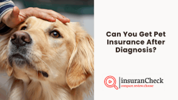 Can You Get Pet Insurance After Diagnosis?